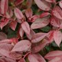 Leucothoe 'Zeblid'